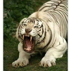 Meet your Posher, Rey